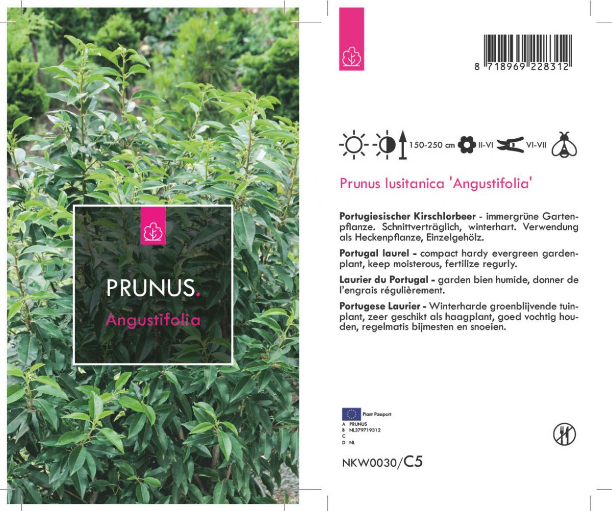 Prunus lusitanica Angustifolia C10 80/100