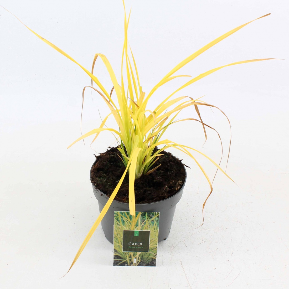 Carex elata 'Aurea' C2 25/30