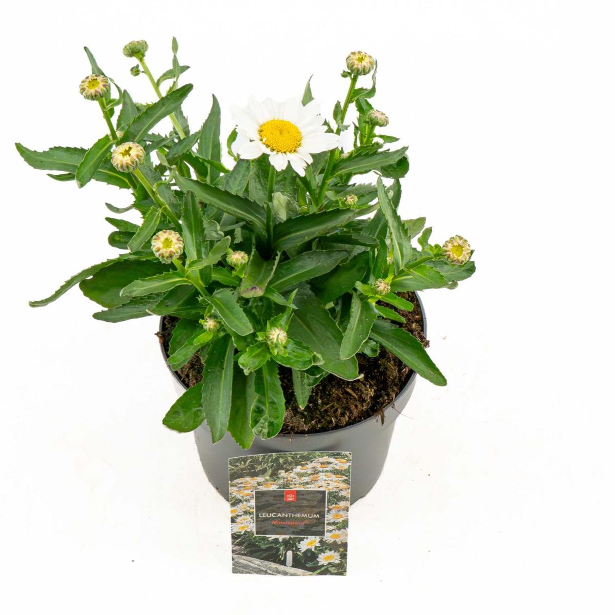 Leucanthemum (S) 'Madonna' C2