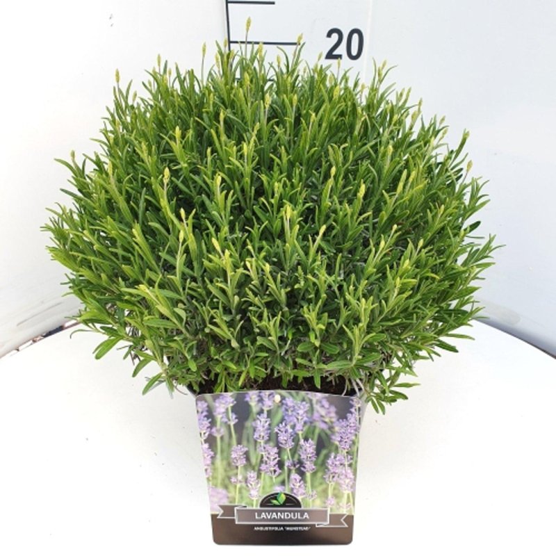 Lavandula angustifolia 'Munstead' (blau) C10 40/45