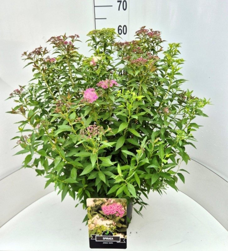 Spiraea japonica 'Genpei' C10 40/50