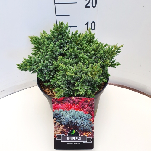 Juniperus squamata 'Blue Star' C10 30/40