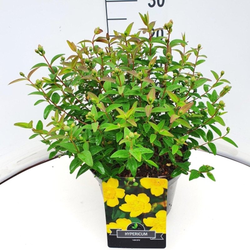 Hypericum pat.'Hidcote Gold' C10 40/50