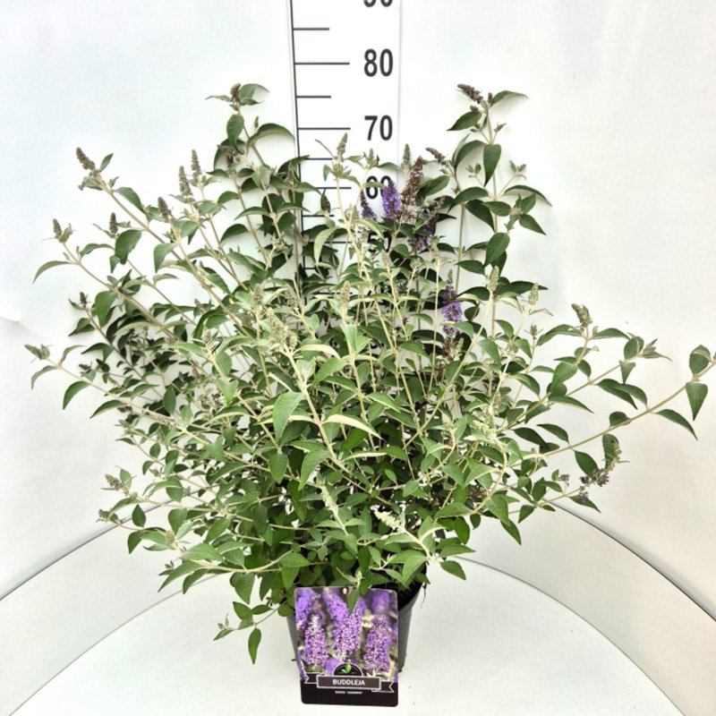 Buddleja 'Lochinch' C10 30+