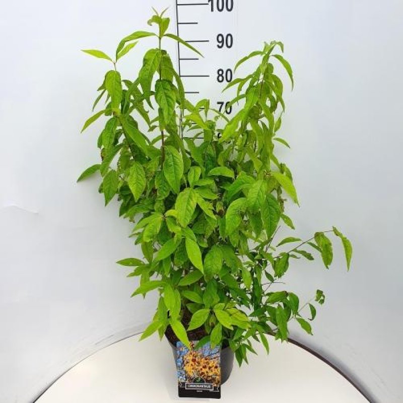 Chimonanthus praecox C10 60/80