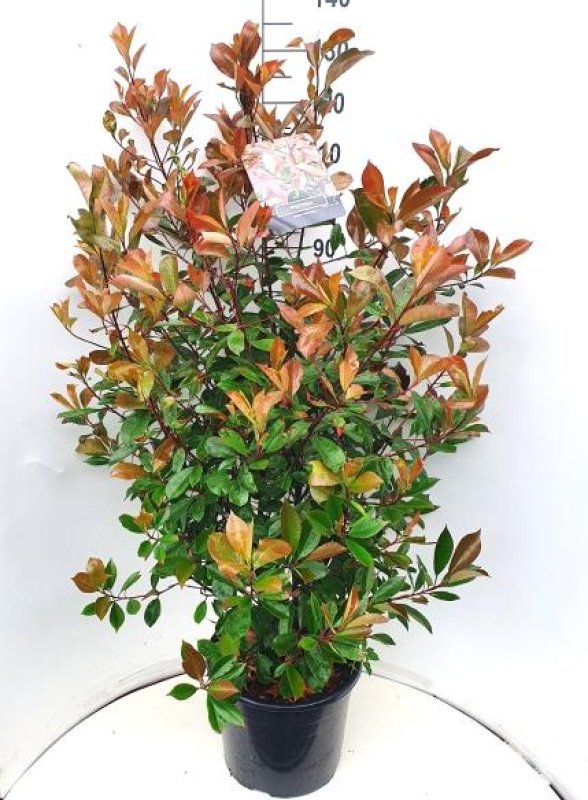 Photinia fraserii 'Red Robin' C20 100/125