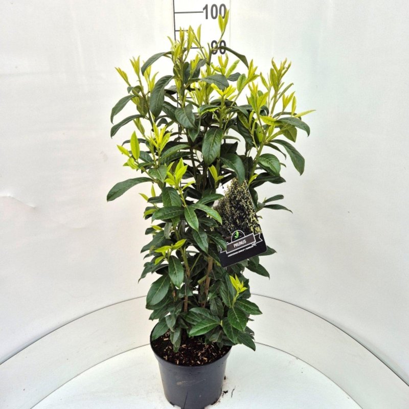 Prunus laurocerasus 'Genolia' C10 80/100