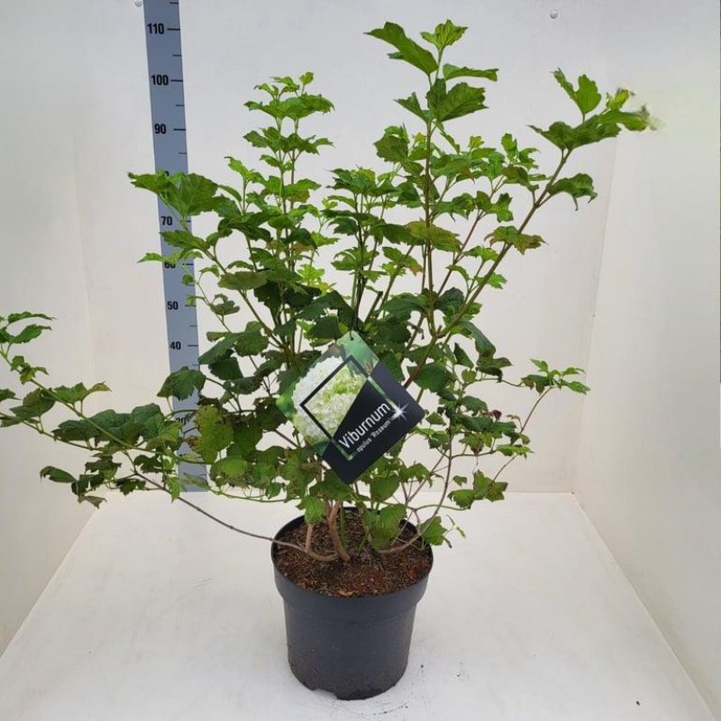 Viburnum opulus 'Roseum' C10 40/50