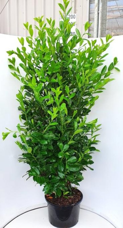 Prunus laurocerasus 'Rotundifolia' C20 175/200