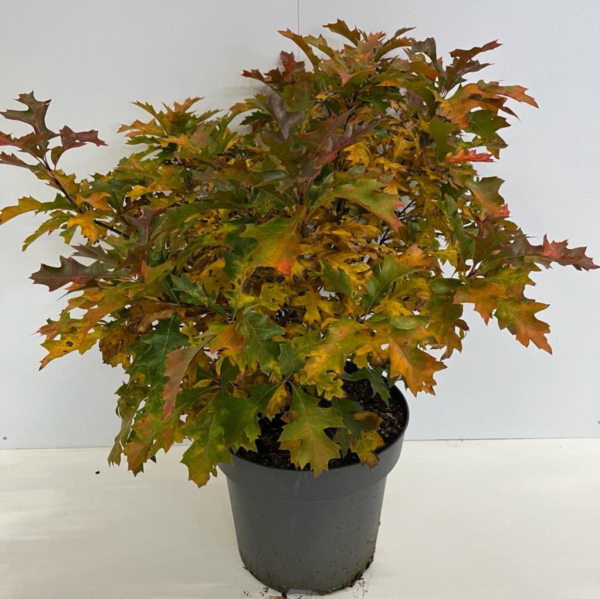 Quercus palustris 'Green Dwarf' C12 50/60