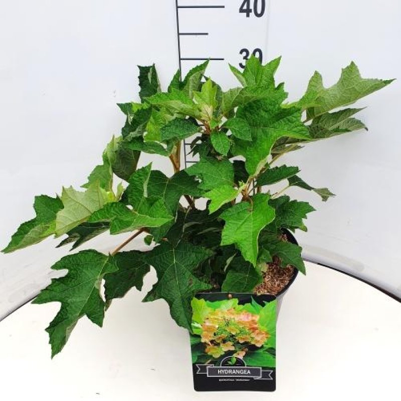 Hydrangea quercifolia C10 40+
