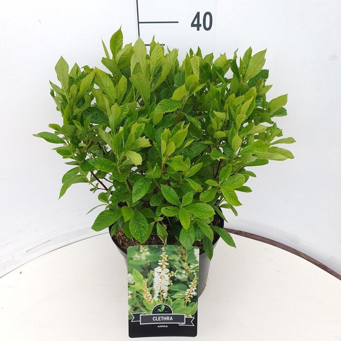 Clethra alnifolia C10 40/50