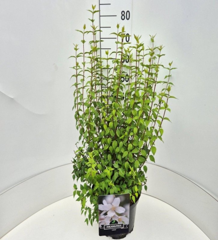 Philadelphus 'Lemoinei' C10 30/40