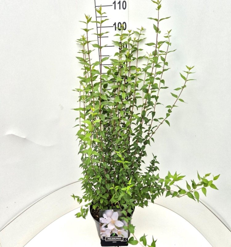 Philadelphus 'Lemoinei' C10 30/40