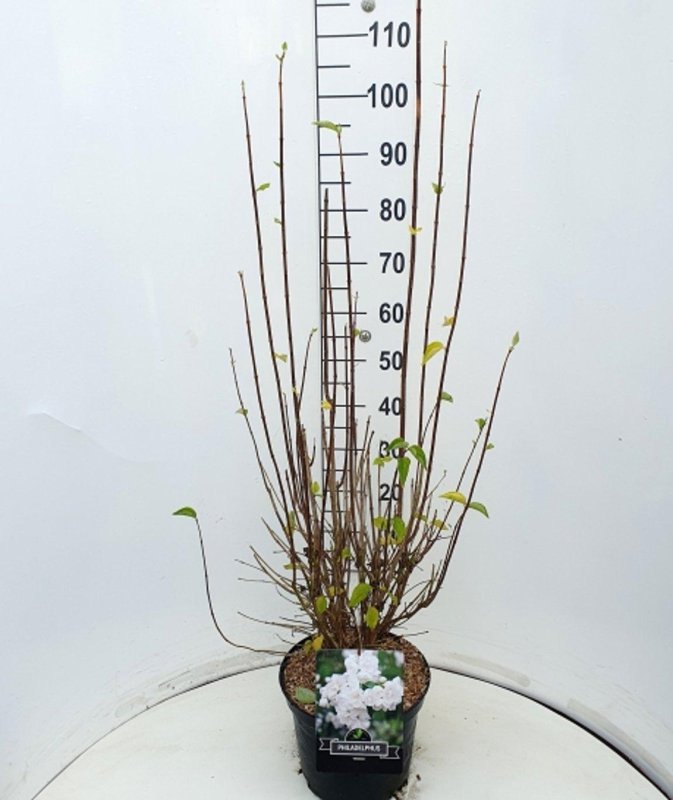 Philadelphus 'Virginal' C10 40/50