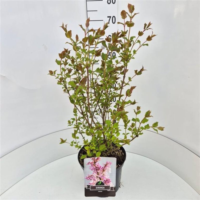 Syringa josikaea C10 60/70