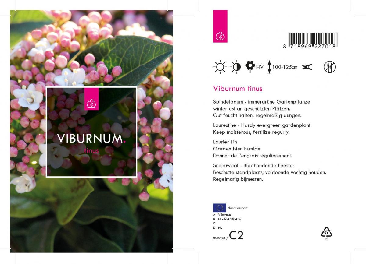 Viburnum tinus C10 30/40
