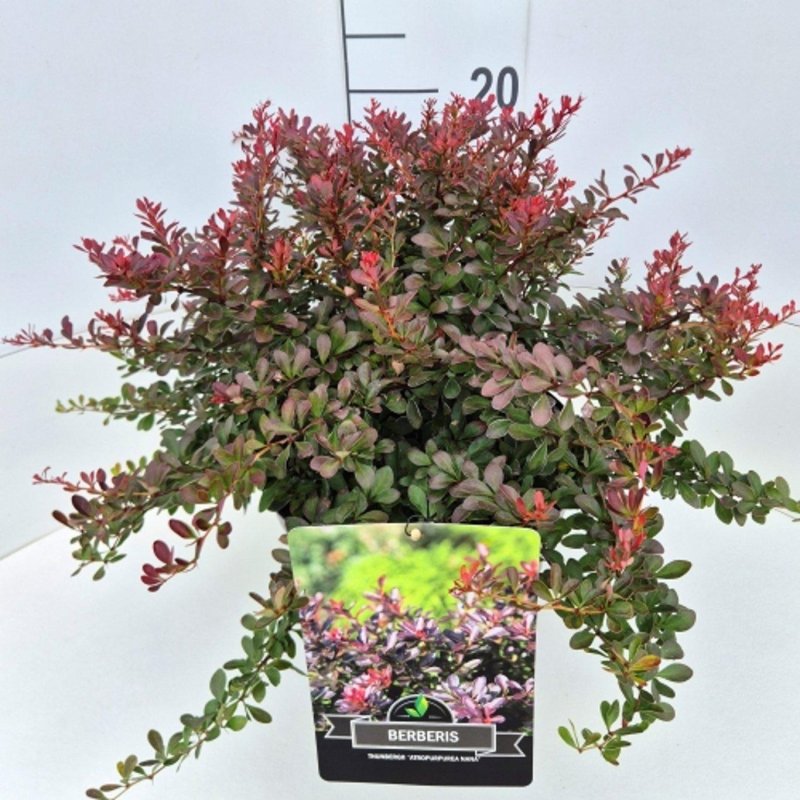 Berberis thun.'Atropurpurea Nana' C10 30/40