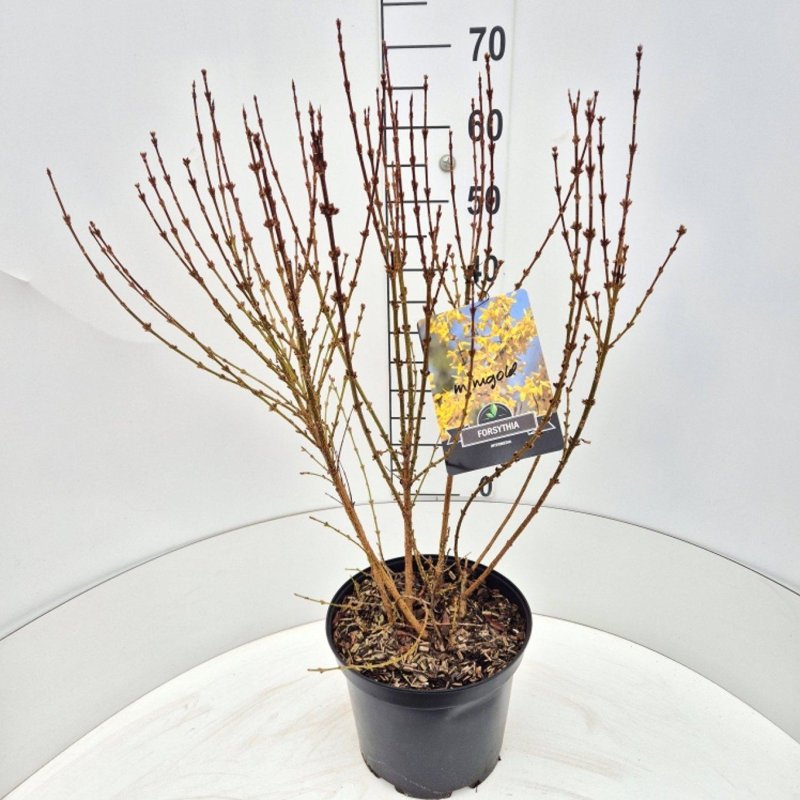 Forsythia inter. 'Spectabilis' C10 60/80