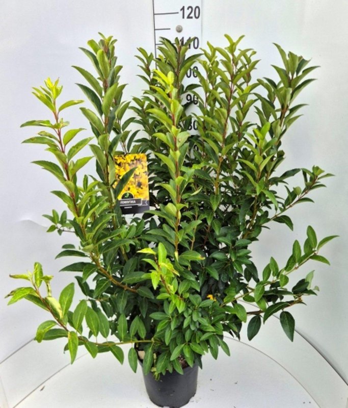 Forsythia inter. 'Spectabilis' C10 60/80