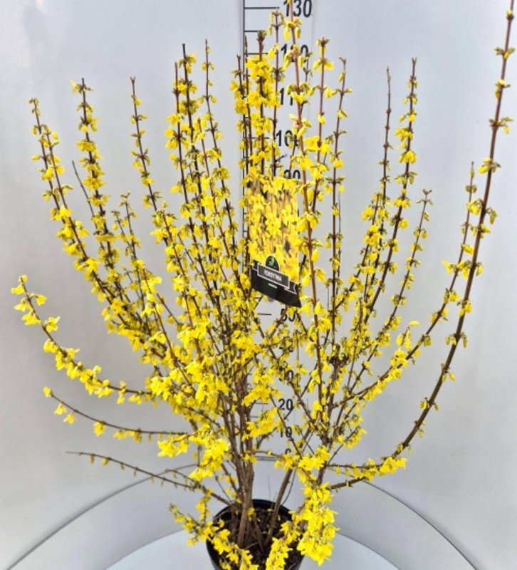 Forsythia inter. 'Spectabilis' C10 60/80