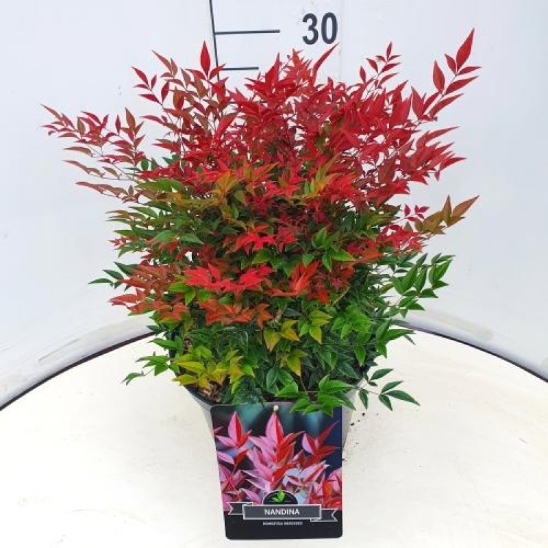 Nandina domestica 'Obsessed' C10 40/50