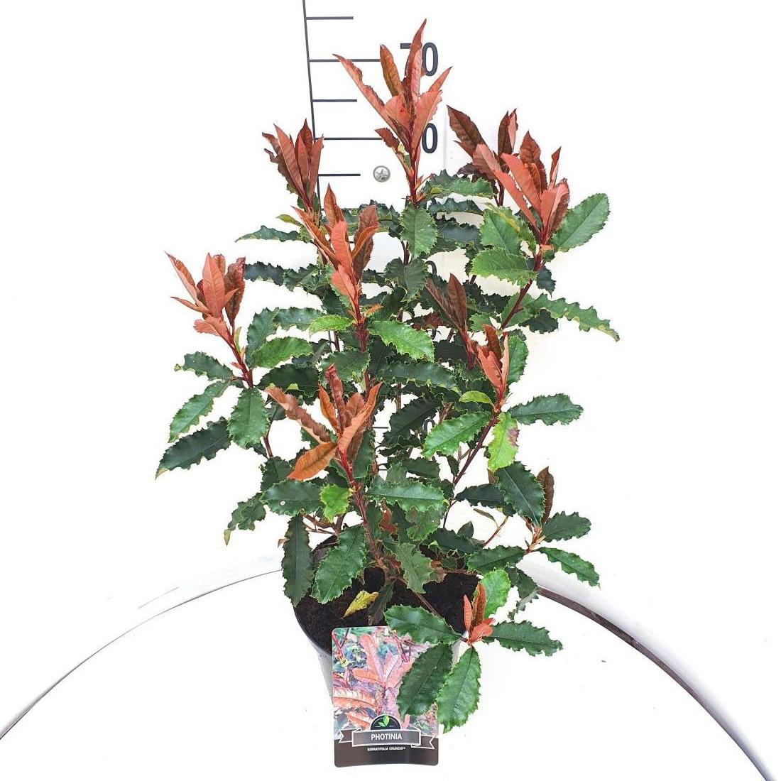 Photinia serratifolia 'Crunchy' C10 40/50