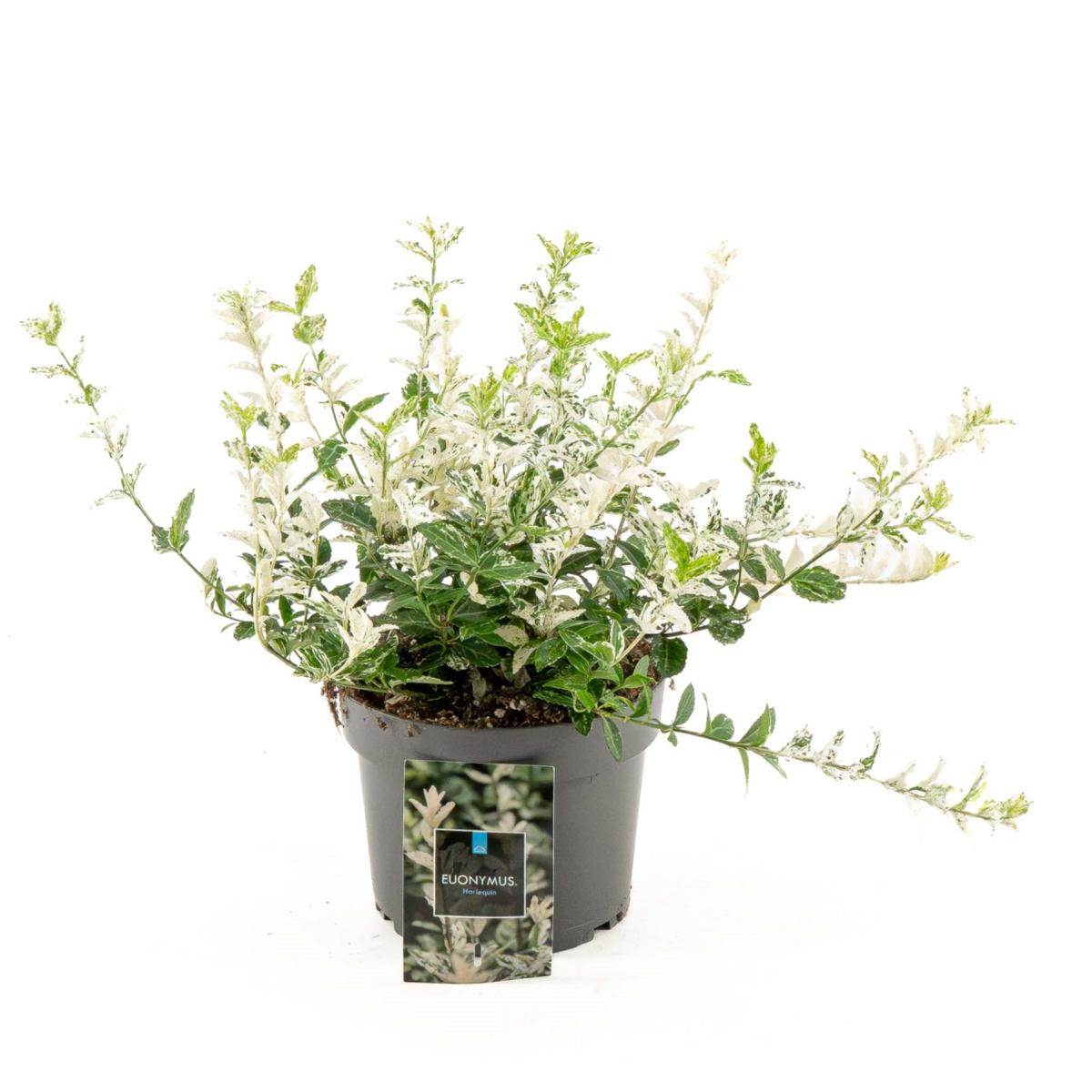 Euonymus fort. 'Harlequin' C2