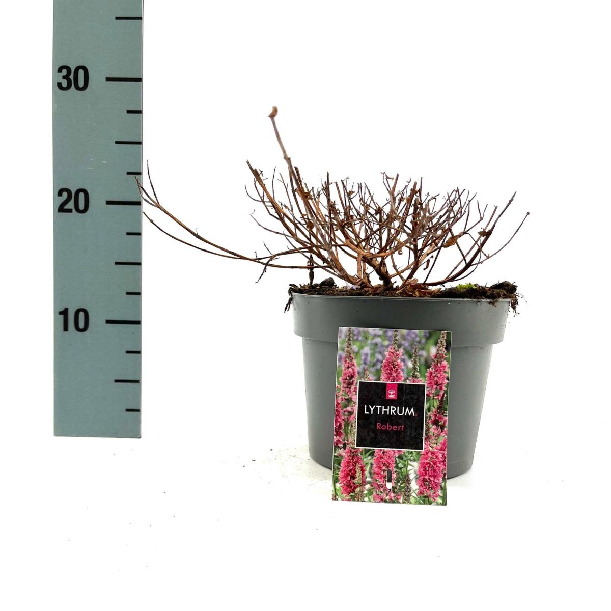 Lythrum salicaria 'Robert' C2 