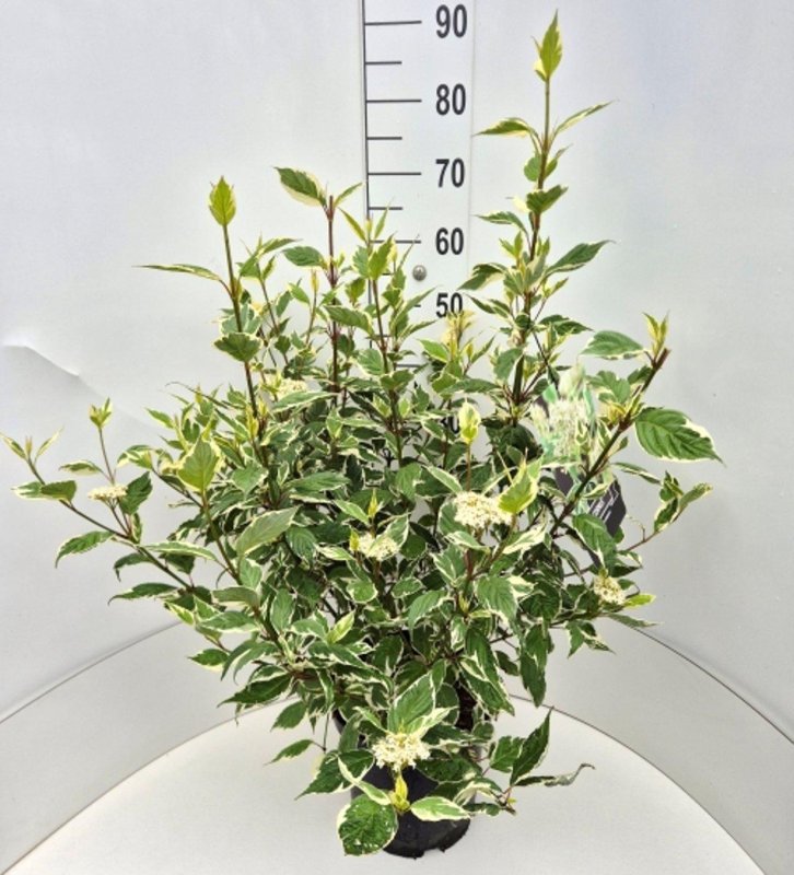 Cornus alba 'Sibirica Variegata' C10 40/50
