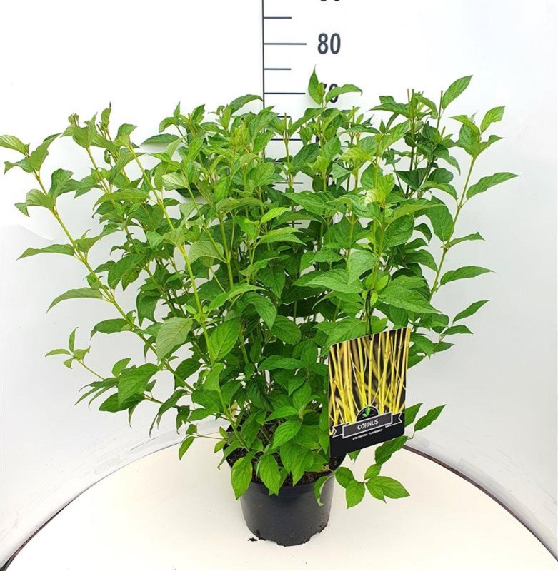 Cornus stolonifera 'Flaviramea' C10 40/50