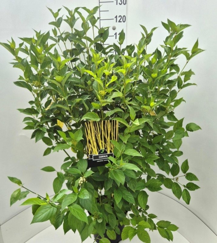 Cornus stolonifera 'Flaviramea' C10 40/50