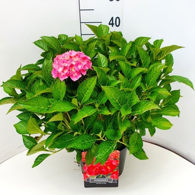 Hydrangea macro. 'Alpengl&uuml;hen' C10 30/40