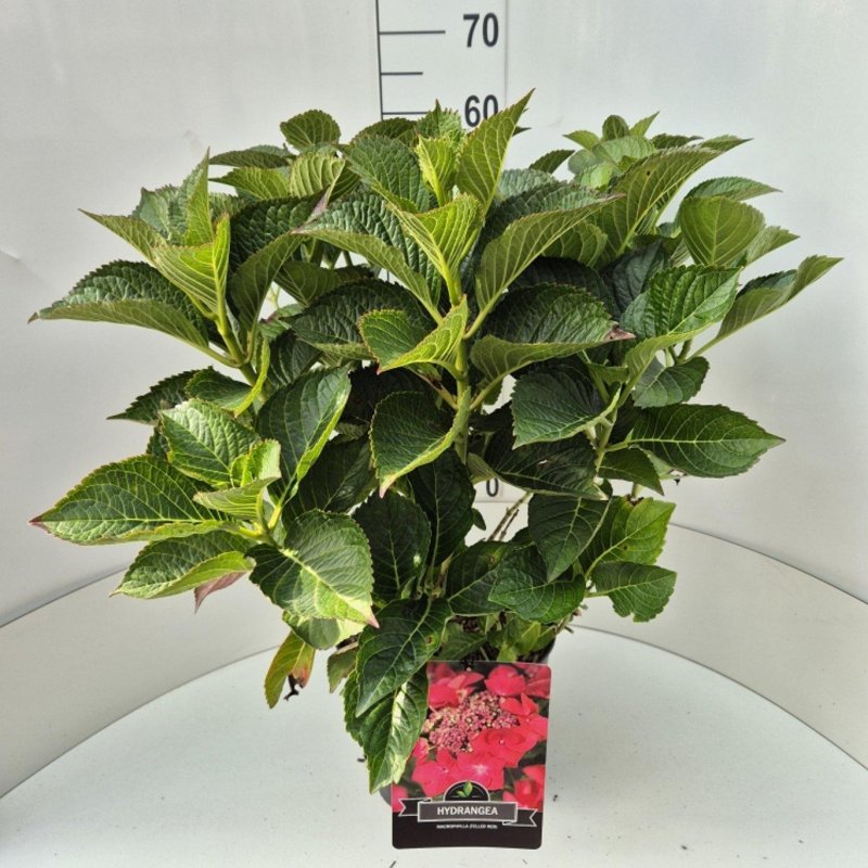 Hydrangea macro. 'Rotkehlchen' C10 30/40