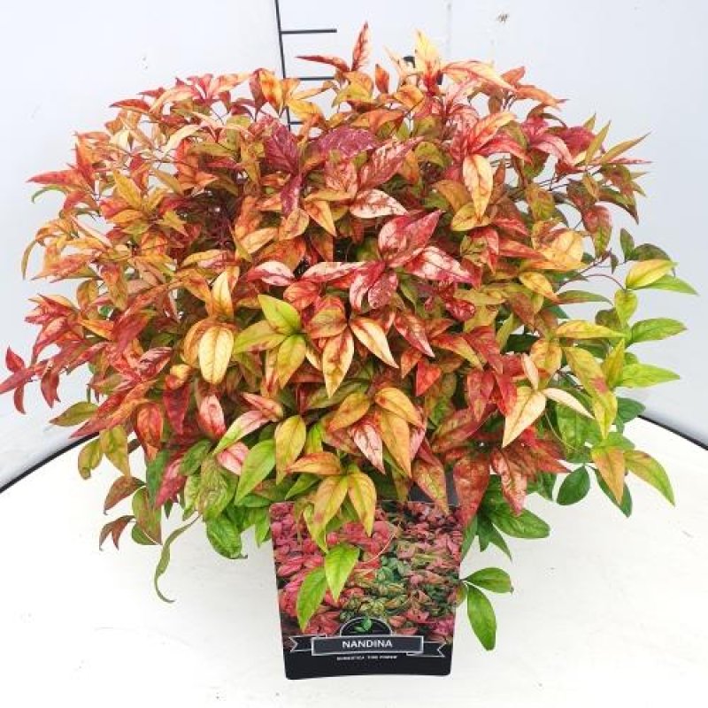 Nandina domestica 'Firepower' C10 40+