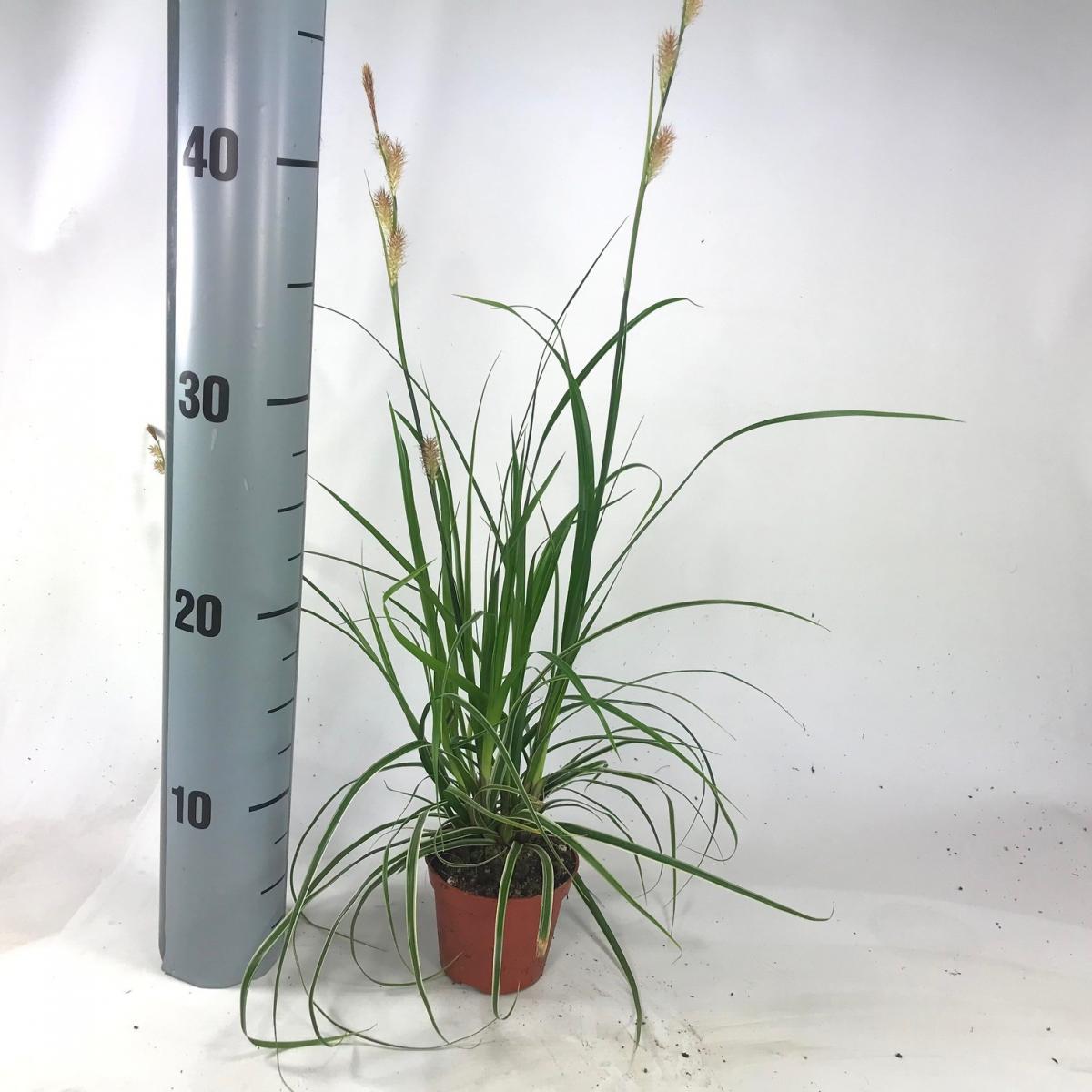 Carex morrowii 'Fishers Form' P8 