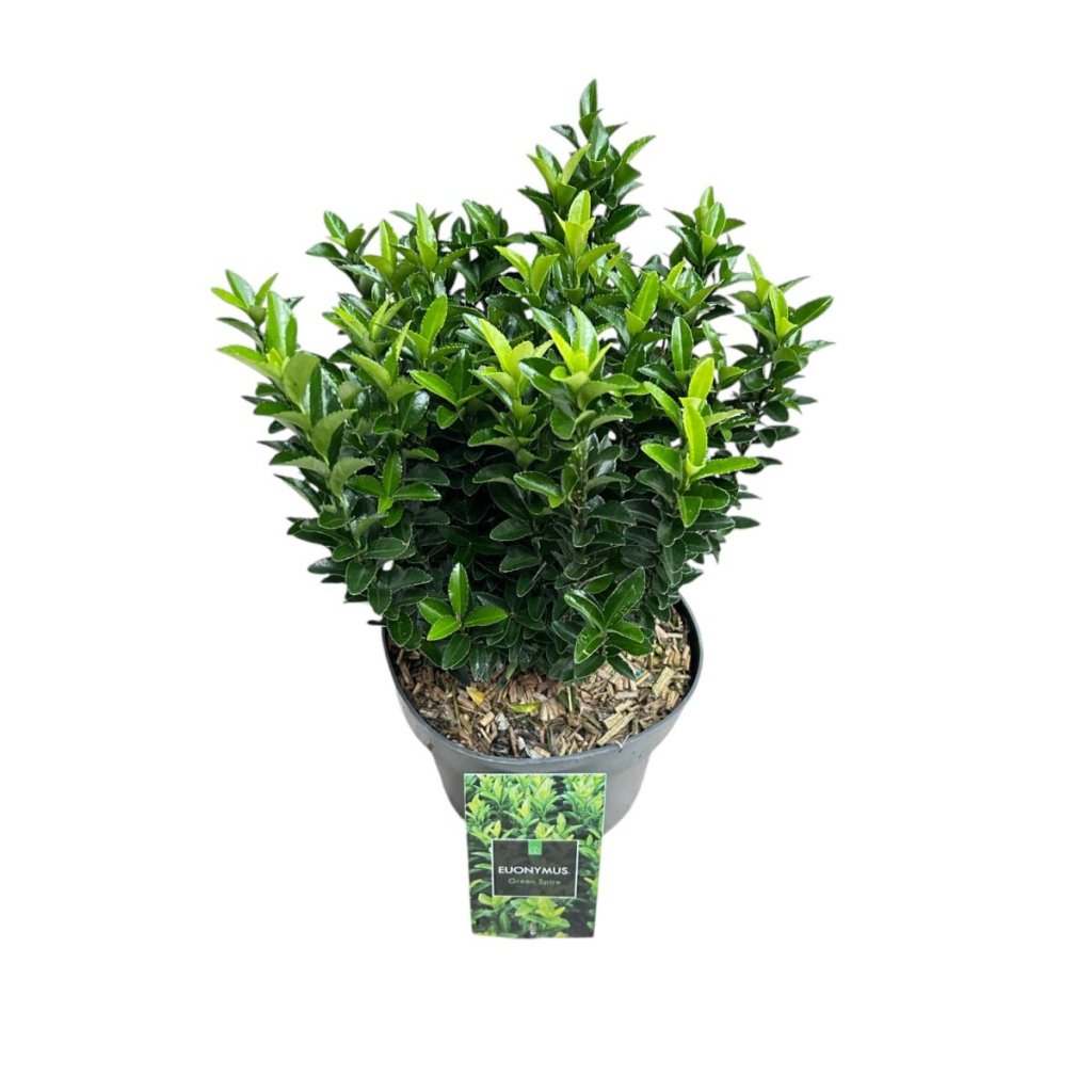 Euonymus jap. 'Green Spire' (gr&uuml;n) C5 30+