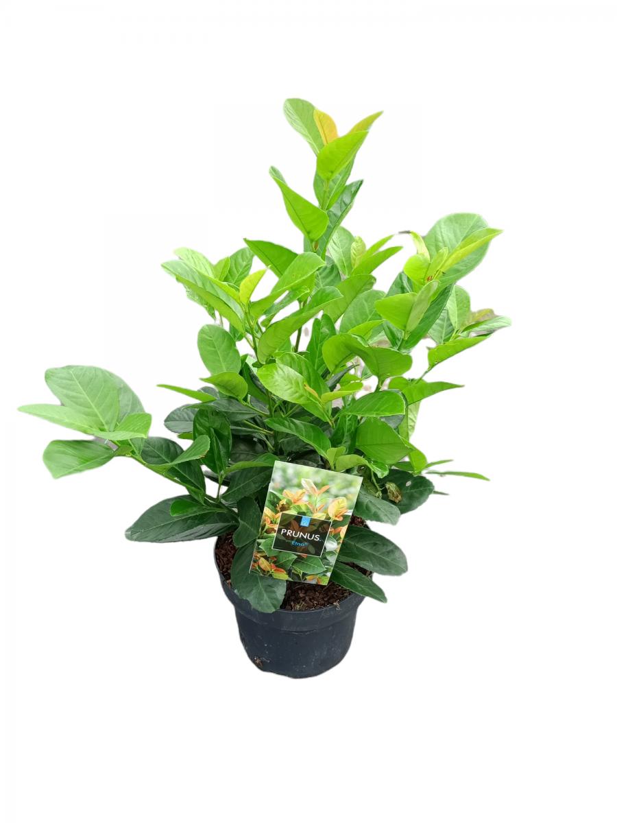 Prunus laurocerasus 'Etna'® C5 30/40