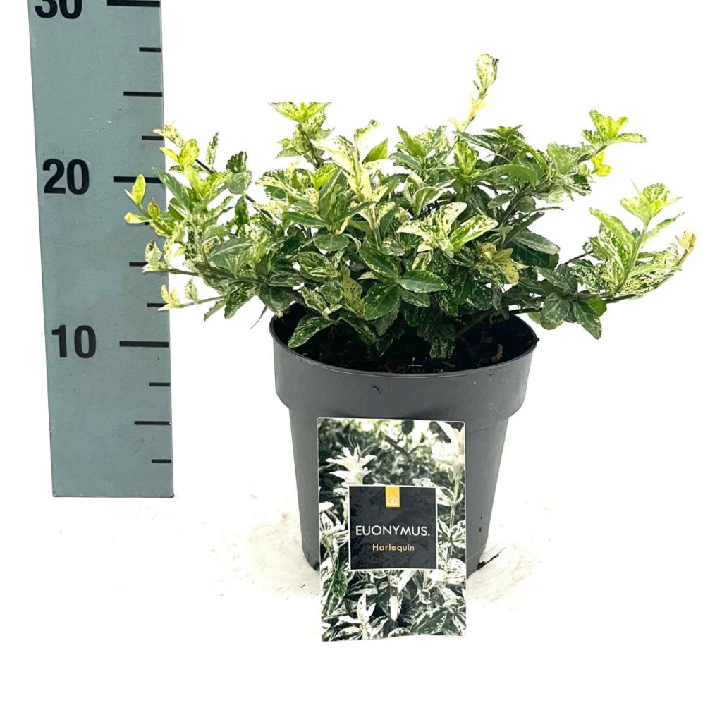 Euonymus fort. 'Harlequin' C1.7, 20+