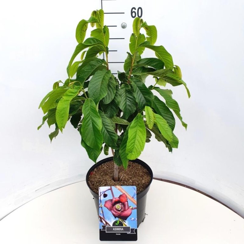 Asimina triloba C10 40/50