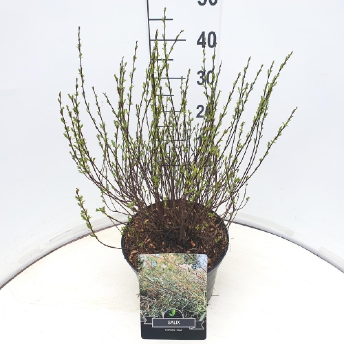 Salix purpurea 'Nana' C10 30/40