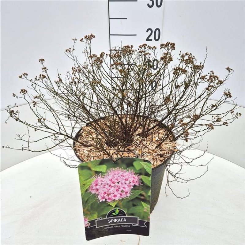 Spiraea jap. 'Little Princess' (rosa) C10 30/40