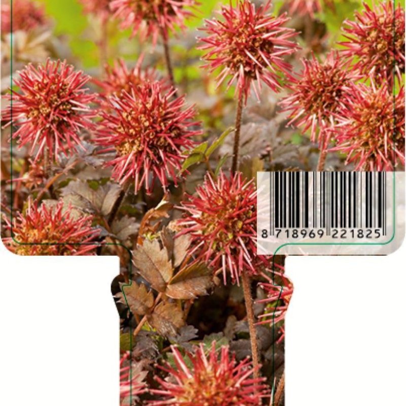 Acaena microphylla 'Kupferteppich' TB9x9 