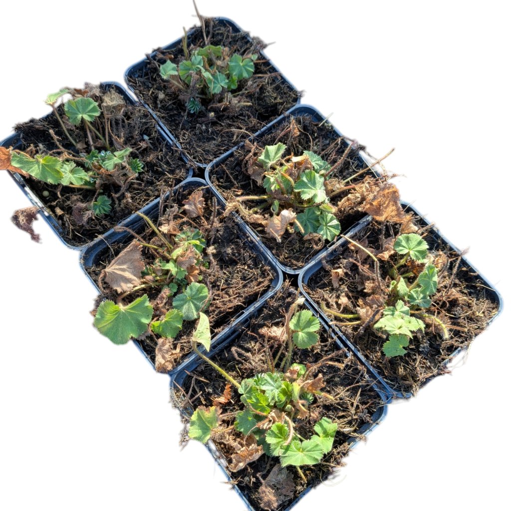 Alchemilla mollis TB9x9 