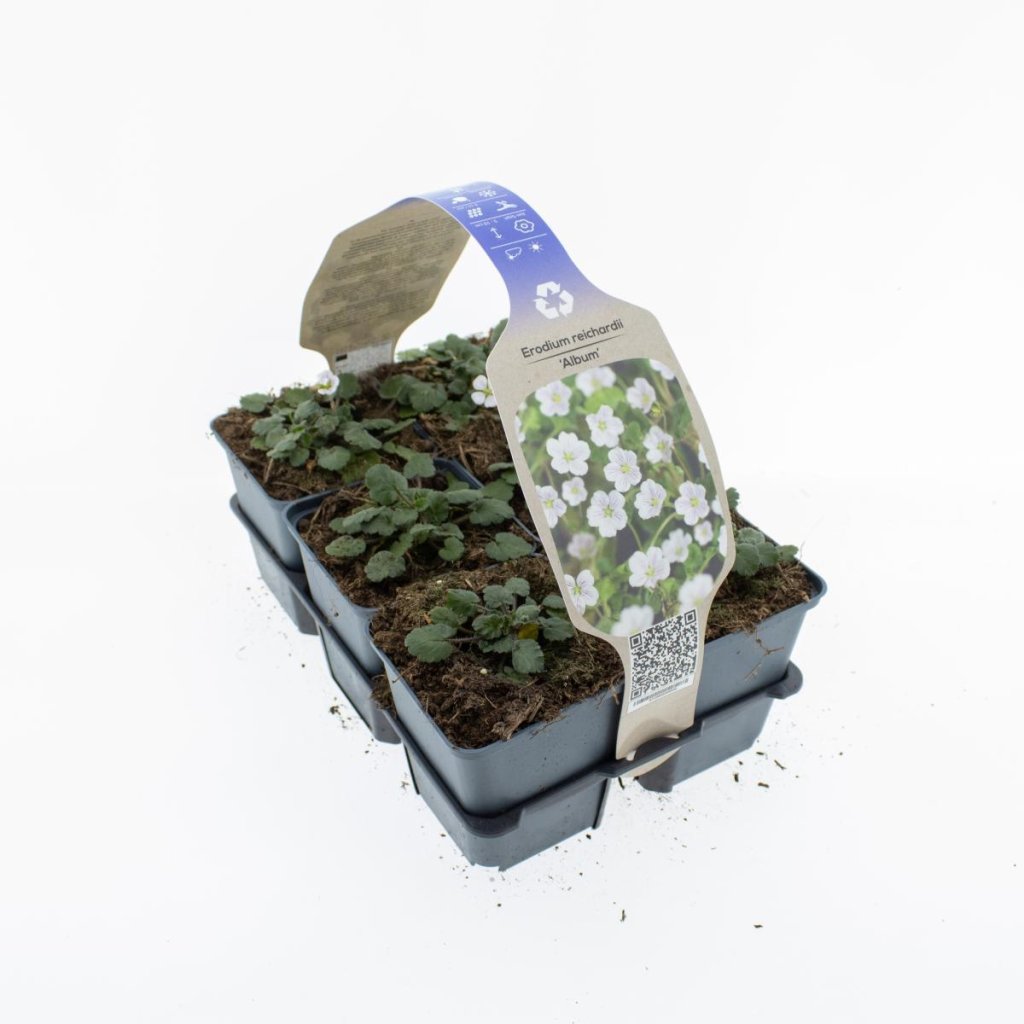 Erodium reichardii 'Album' 6-Pack