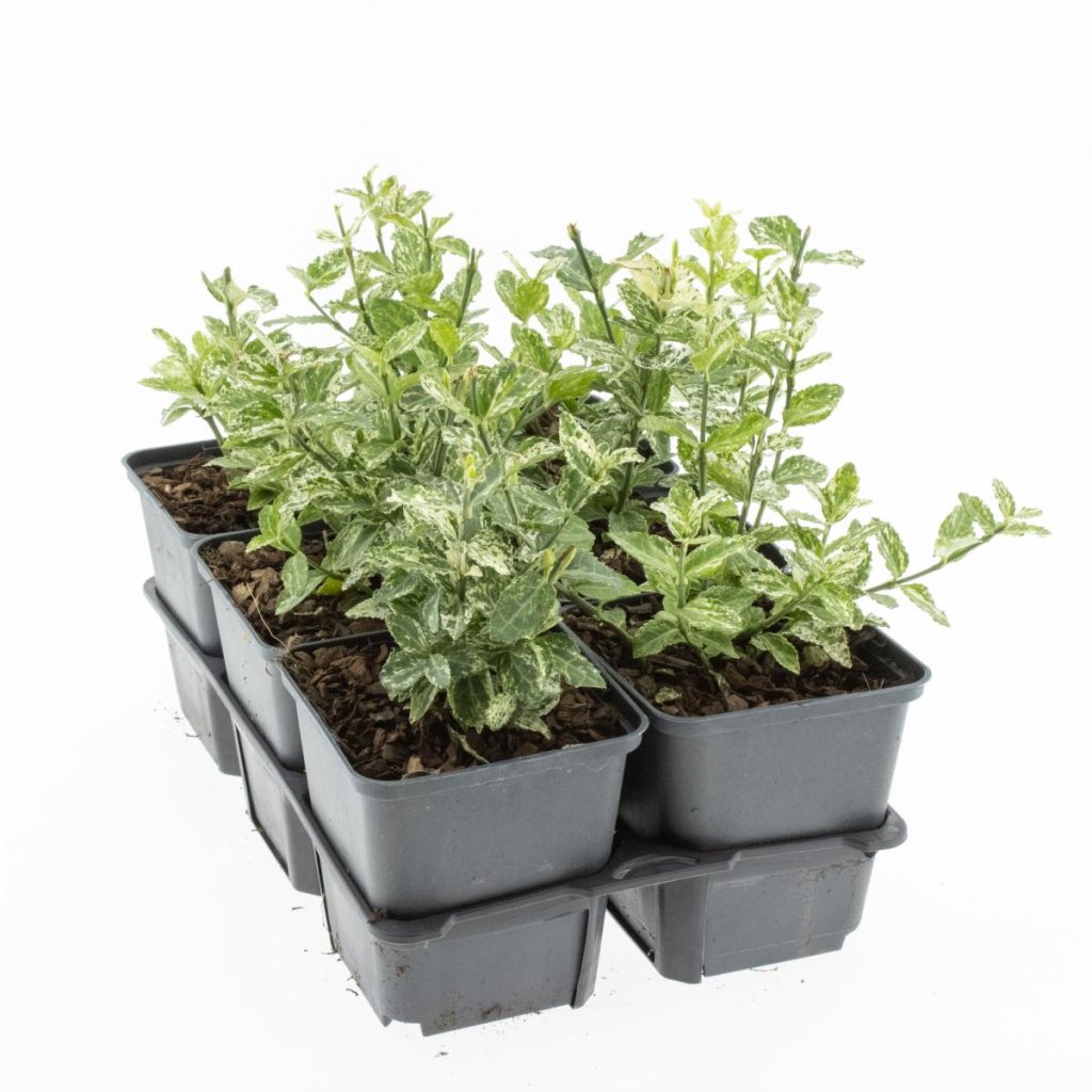 Euonymus fort. 'Harlequin' TB9x9