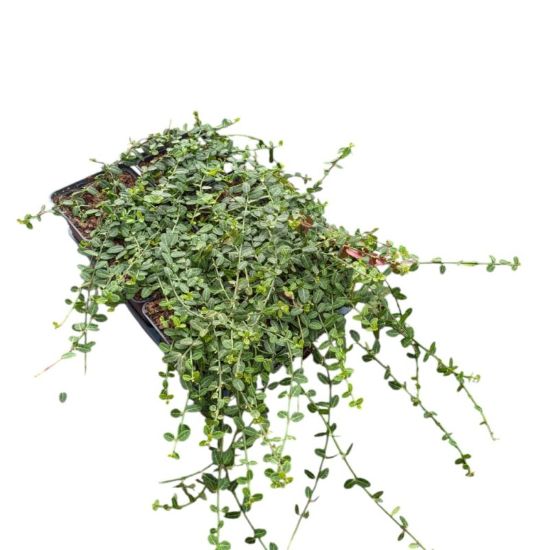 Euonymus fort. 'Minimus' Tb.9x9