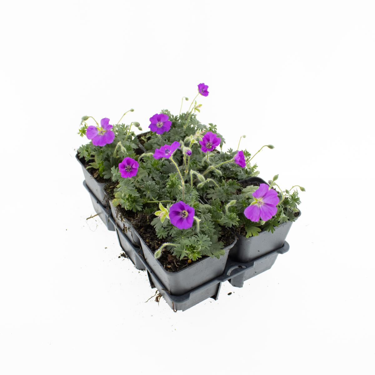 Geranium sanguineum 'Max Frei' TB9x9