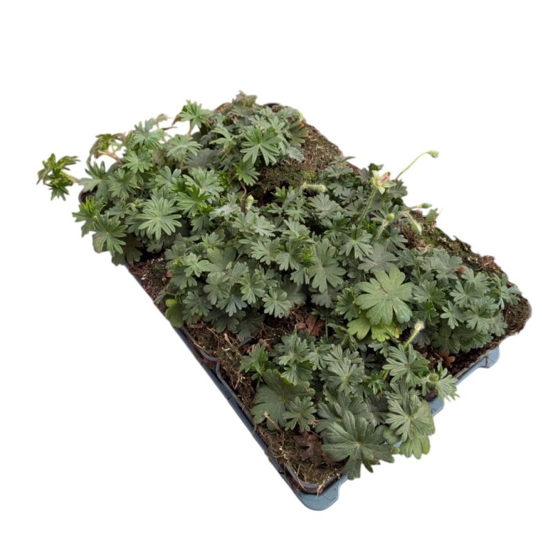 Geranium sanguineum 'Max Frei' TB9x9