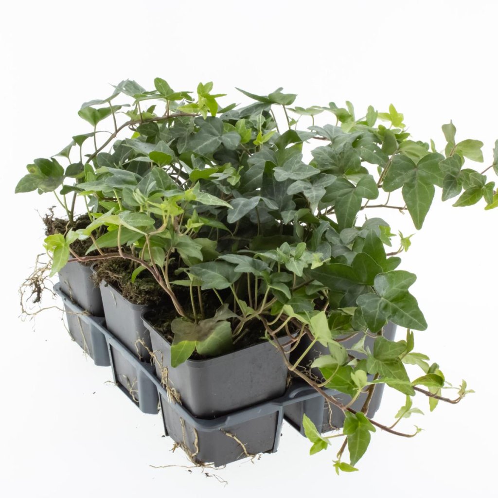 Hedera helix 'Shamrock' TB9x9